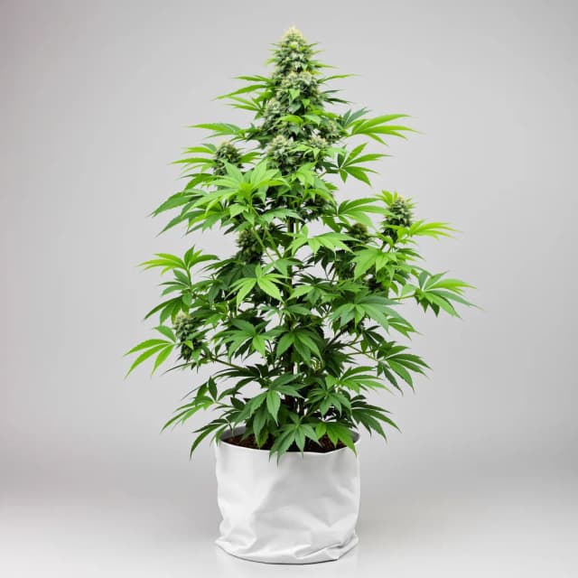 Emballage de graines de cannabis 13 Dawgs — Royal King Seeds France