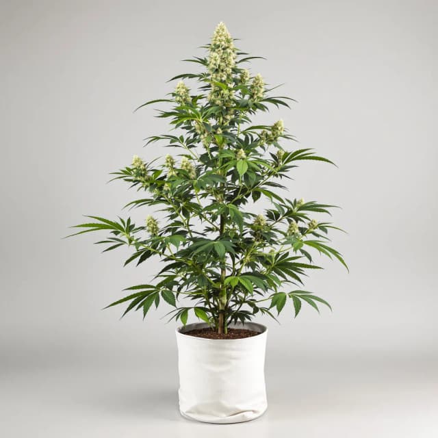 Emballage de graines de cannabis 24k Gold — Royal King Seeds France