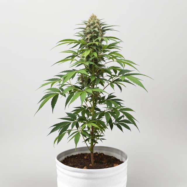 Emballage de graines de cannabis 3X Crazy — Royal King Seeds France