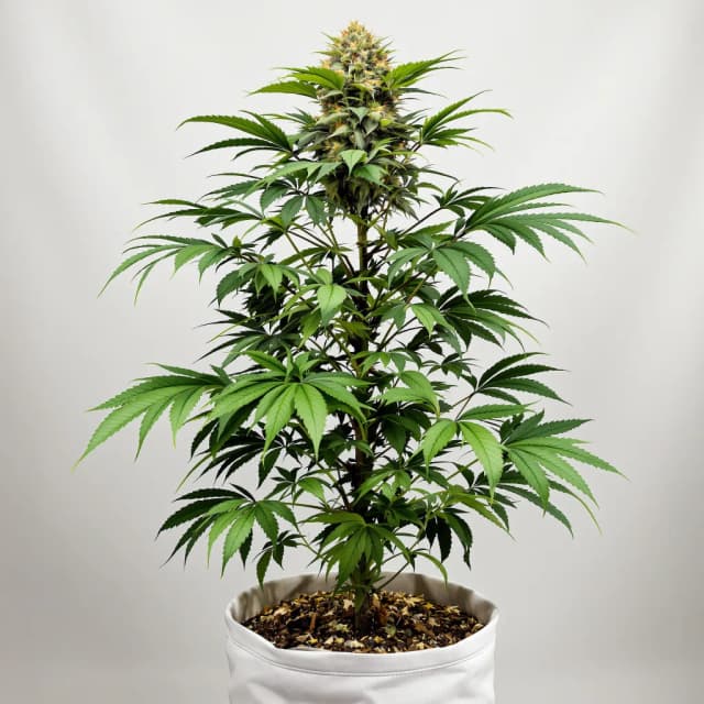 Emballage de graines de cannabis 5th Element — Royal King Seeds France