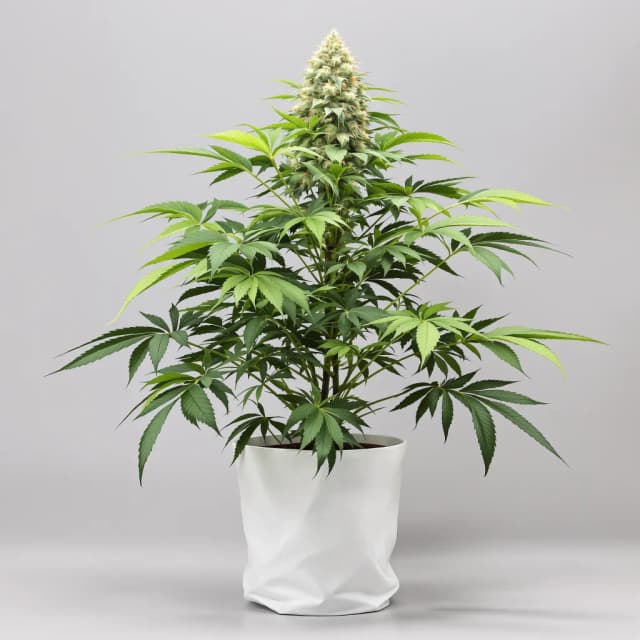Emballage de graines de cannabis 5th Element — Royal King Seeds France