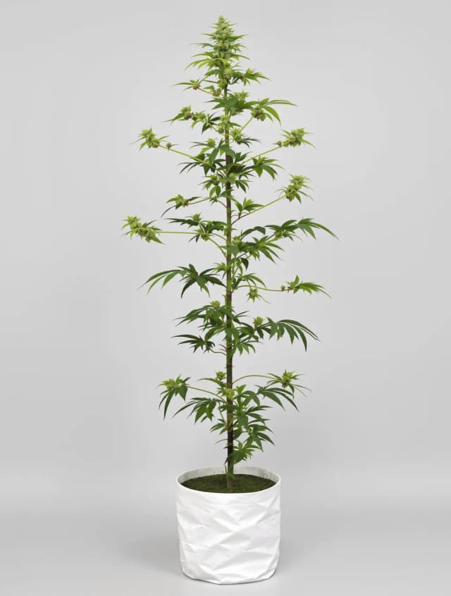 Emballage de graines de cannabis 707 Headband — Royal King Seeds France