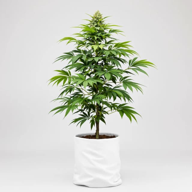 Emballage de graines de cannabis 9 Pound Hammer — Royal King Seeds France