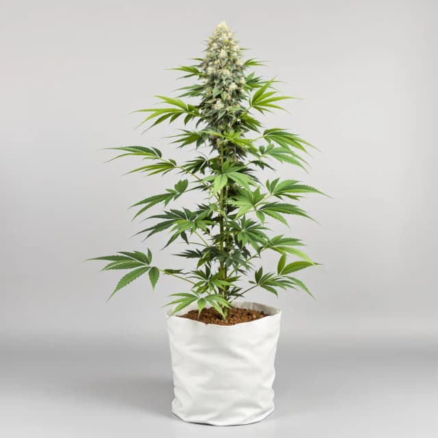 Emballage de graines de cannabis 9 Pound Hammer — Royal King Seeds France