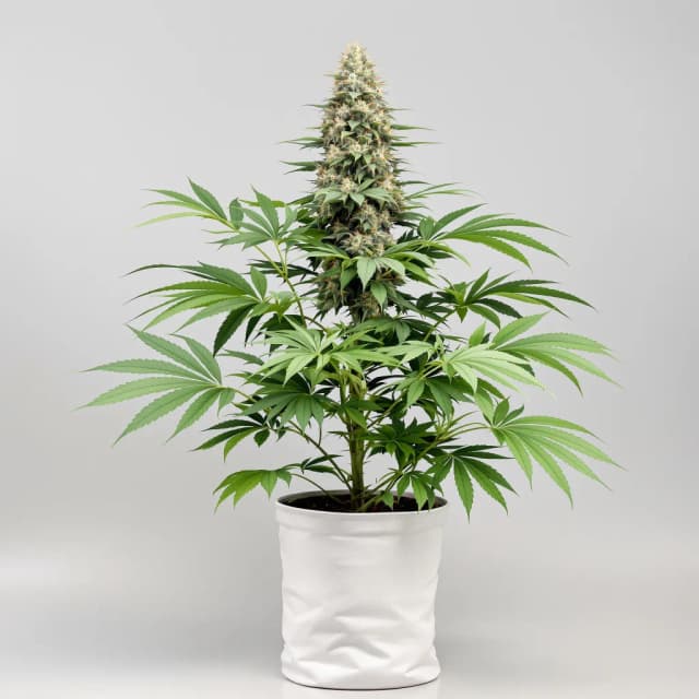 Emballage de graines de cannabis A-10 — Royal King Seeds France