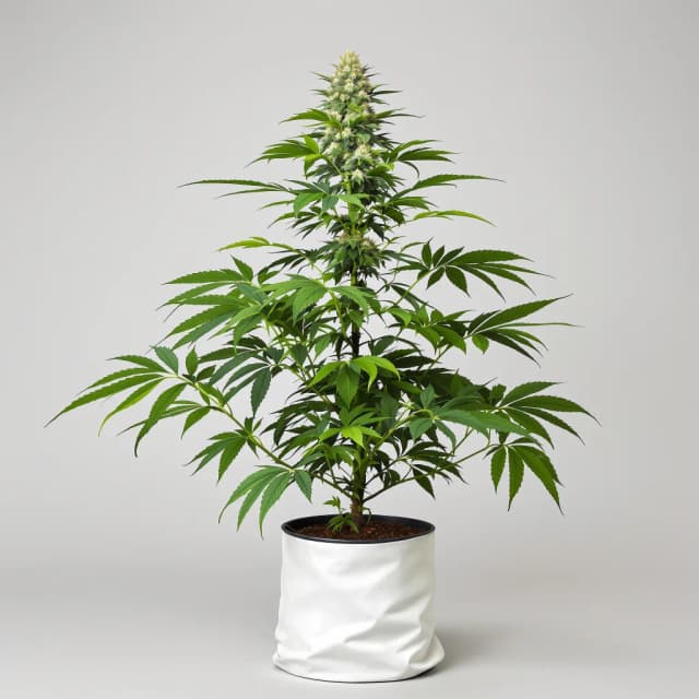 Emballage de graines de cannabis A-Train — Royal King Seeds France