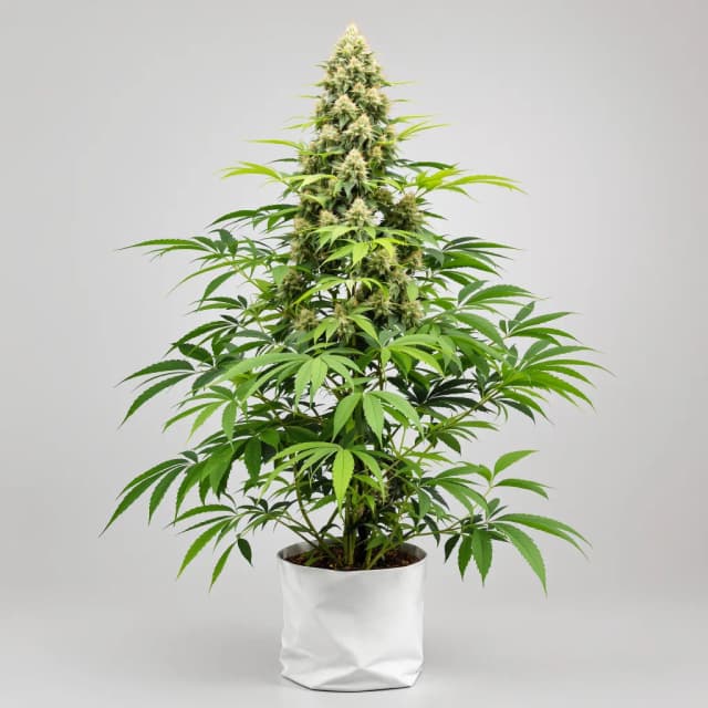 Emballage de graines de cannabis Aberdeen — Royal King Seeds France