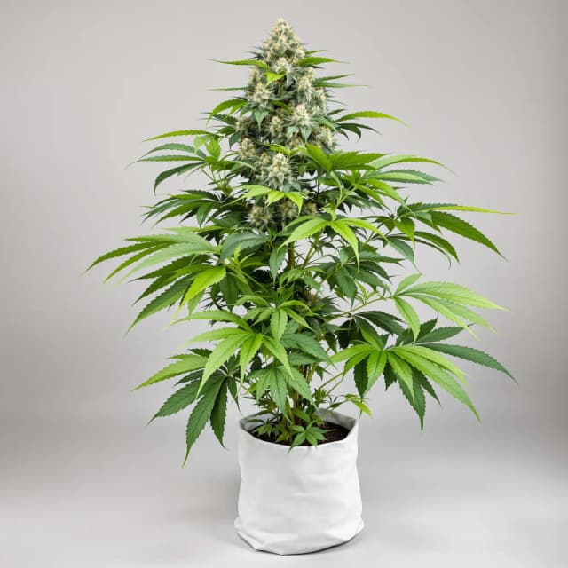 Emballage de graines de cannabis Abusive OG — Royal King Seeds France