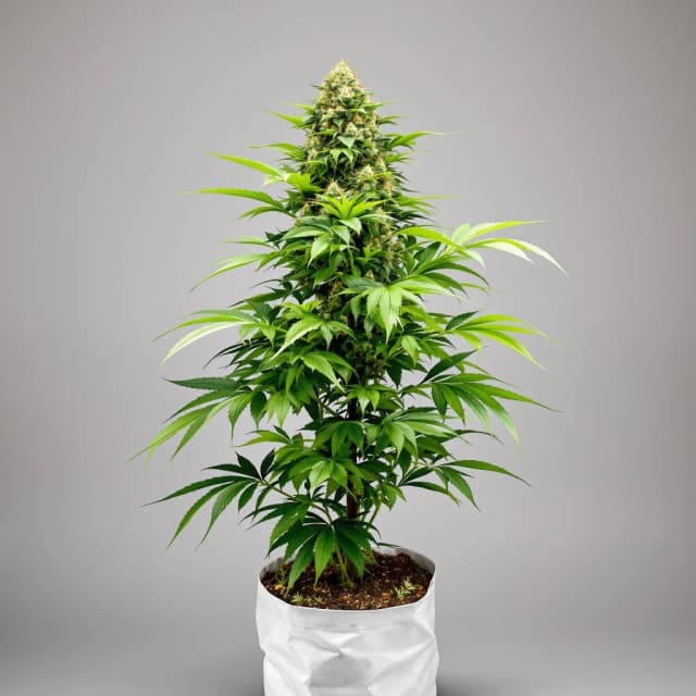 Emballage de graines de cannabis Ace Killer OG — Royal King Seeds France