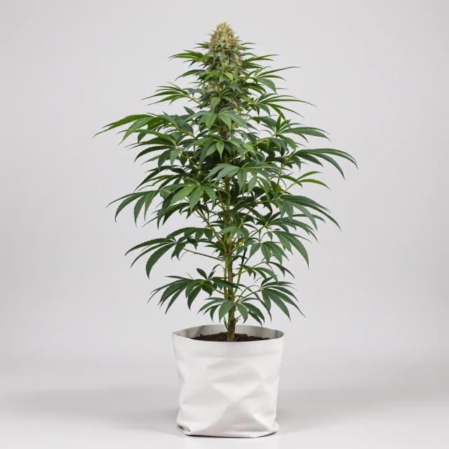 Emballage de graines de cannabis Ace Killer OG — Royal King Seeds France
