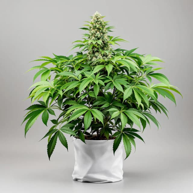 Emballage de graines de cannabis Afghan — Royal King Seeds France