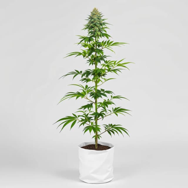Emballage de graines de cannabis Afghan Big Bud — Royal King Seeds France