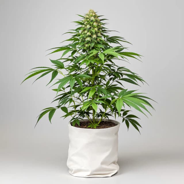 Emballage de graines de cannabis Afghan Hawaiian — Royal King Seeds France