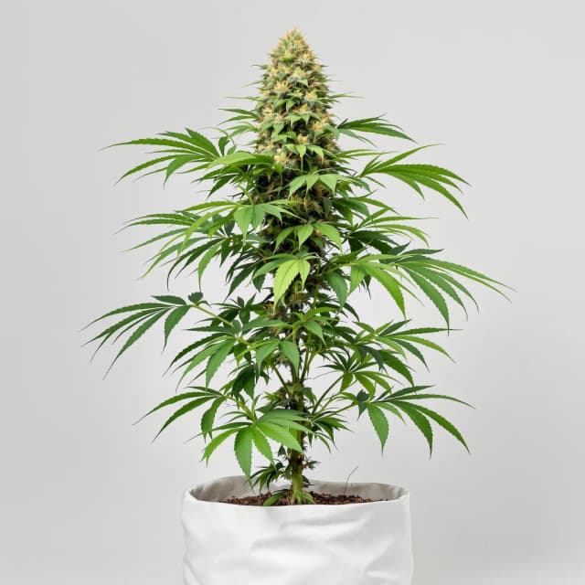 Emballage de graines de cannabis Afgoo — Royal King Seeds France