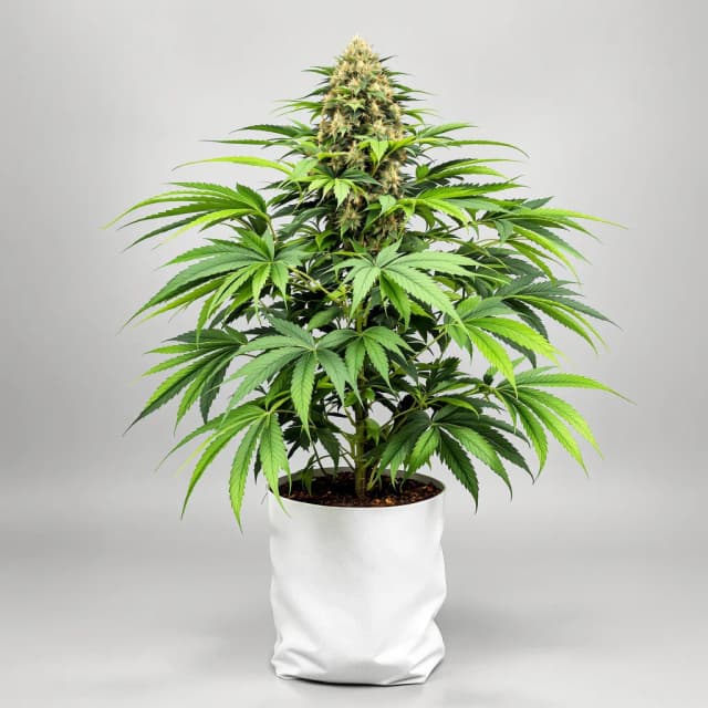 Emballage de graines de cannabis Afpak — Royal King Seeds France