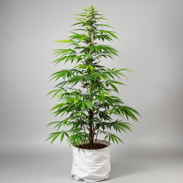 Emballage de graines de cannabis Agent Tangie — Royal King Seeds France