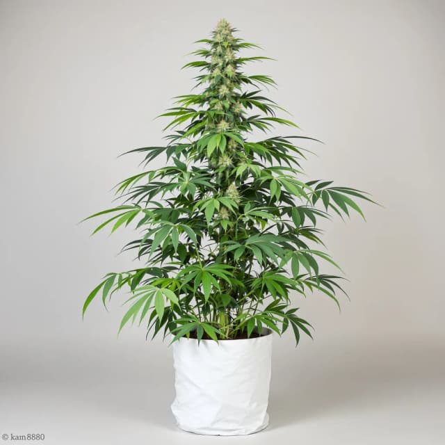 Emballage de graines de cannabis AK — Royal King Seeds France