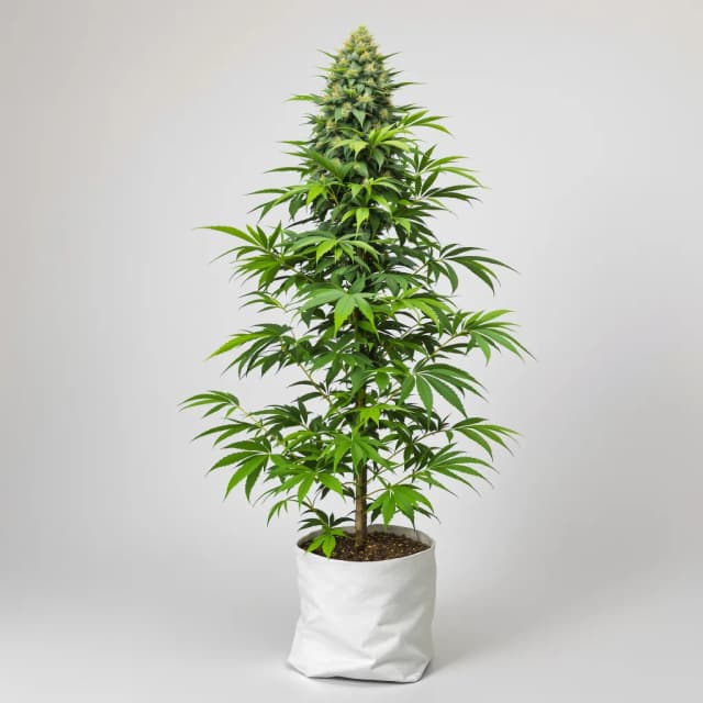 Emballage de graines de cannabis Alaska Thunderfuck — Royal King Seeds France