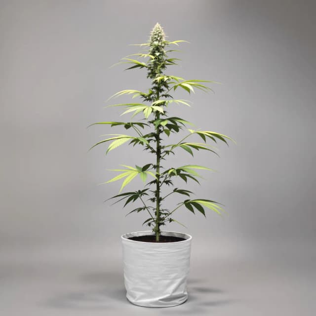 Emballage de graines de cannabis Alaskan Ice — Royal King Seeds France