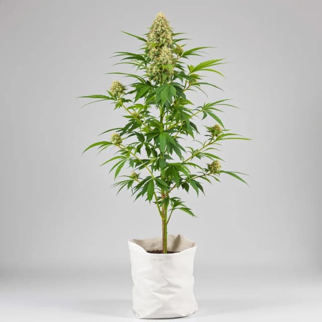 Emballage de graines de cannabis Alchemy — Royal King Seeds France