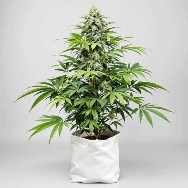 Emballage de graines de cannabis Alien Bubba — Royal King Seeds France