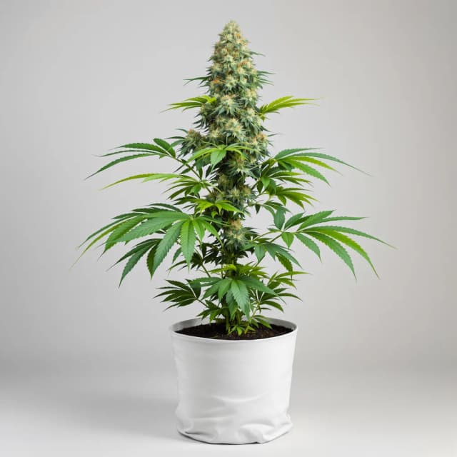 Emballage de graines de cannabis Alien Dawg — Royal King Seeds France