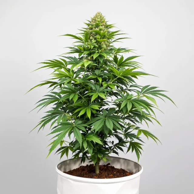 Emballage de graines de cannabis Alien Gorilla Glue — Royal King Seeds France