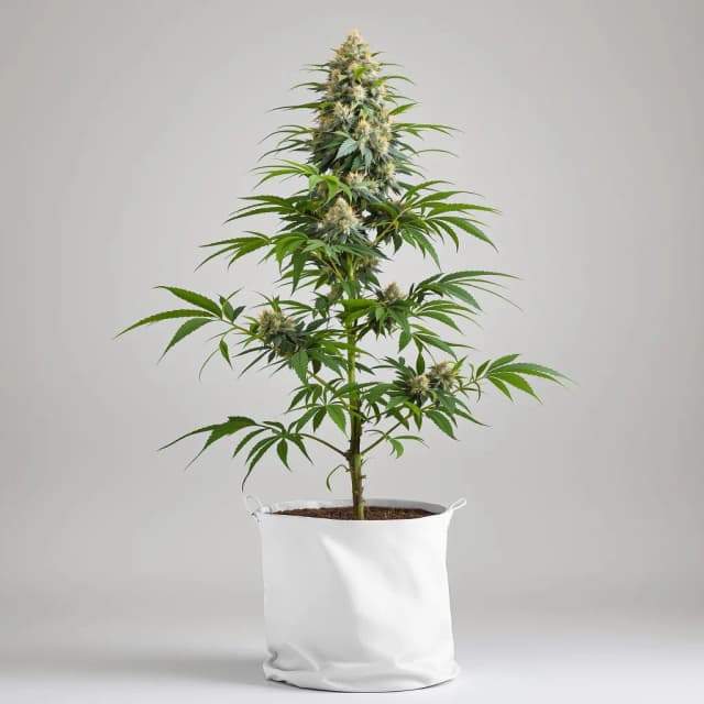 Emballage de graines de cannabis Alien Kush — Royal King Seeds France