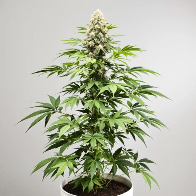 Emballage de graines de cannabis Alien Reunion — Royal King Seeds France
