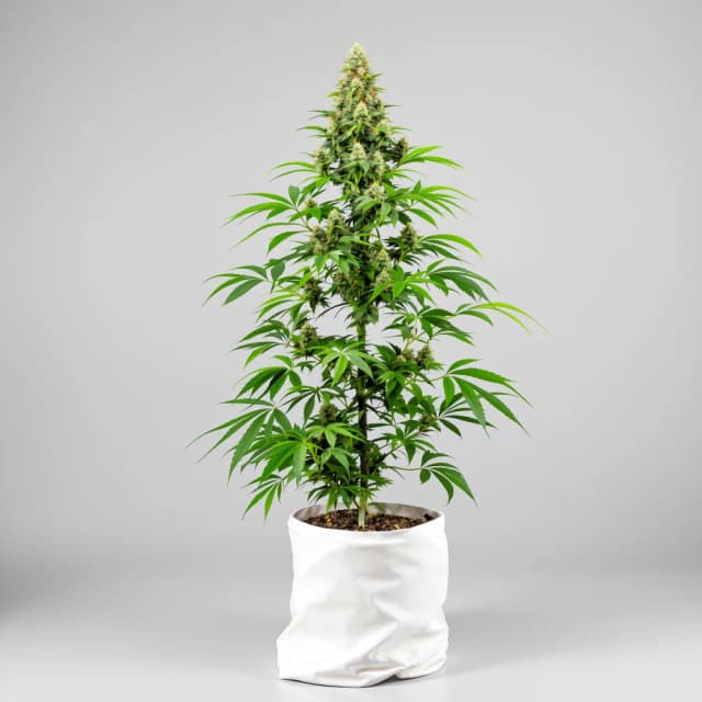 Emballage de graines de cannabis Alien Rock Candy — Royal King Seeds France