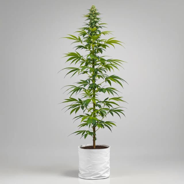 Emballage de graines de cannabis Allen Wrench — Royal King Seeds France