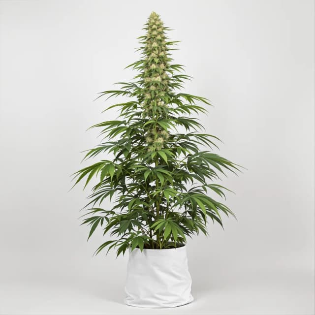Emballage de graines de cannabis Alpha Blue — Royal King Seeds France