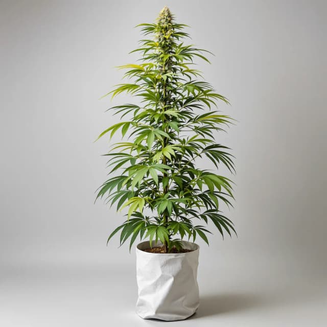 Emballage de graines de cannabis Ambrosia — Royal King Seeds France