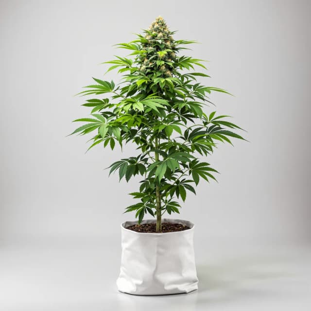 Emballage de graines de cannabis American Kush — Royal King Seeds France