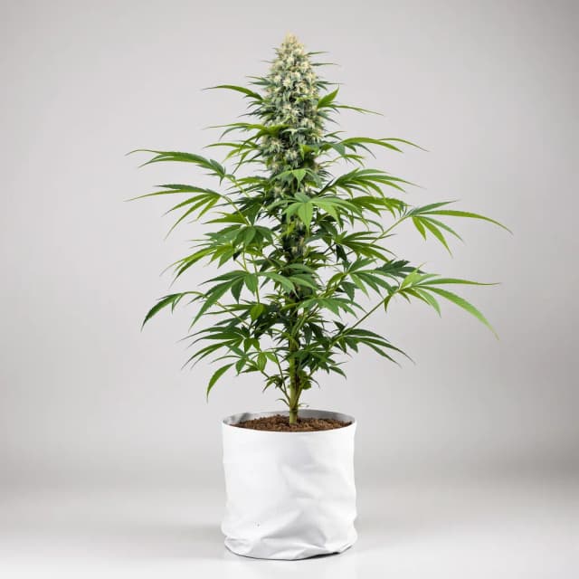 Emballage de graines de cannabis American Kush — Royal King Seeds France
