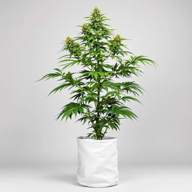 Emballage de graines de cannabis American Strain Mixpack — Royal King Seeds France