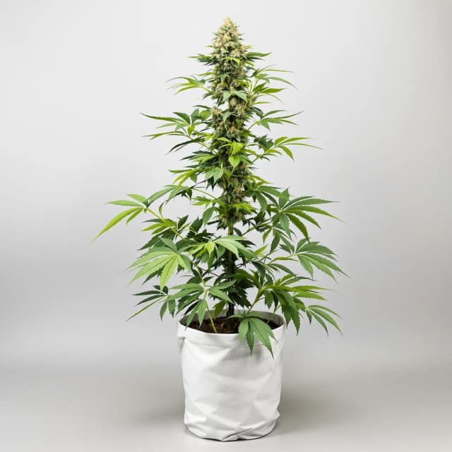 Emballage de graines de cannabis American Strains Pack — Royal King Seeds France