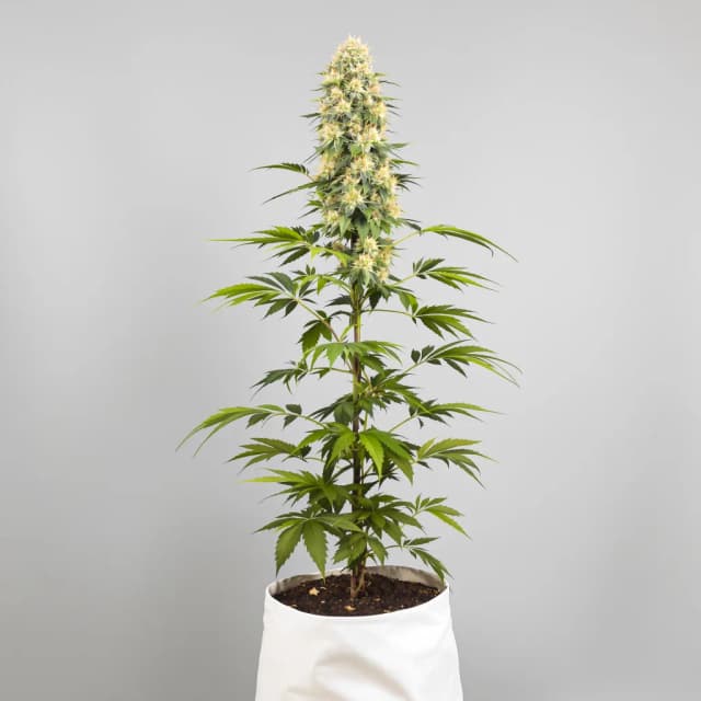 Emballage de graines de cannabis Amethyst — Royal King Seeds France