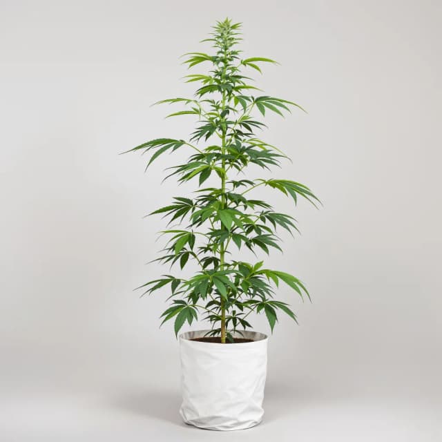 Emballage de graines de cannabis Amherst Diesel — Royal King Seeds France