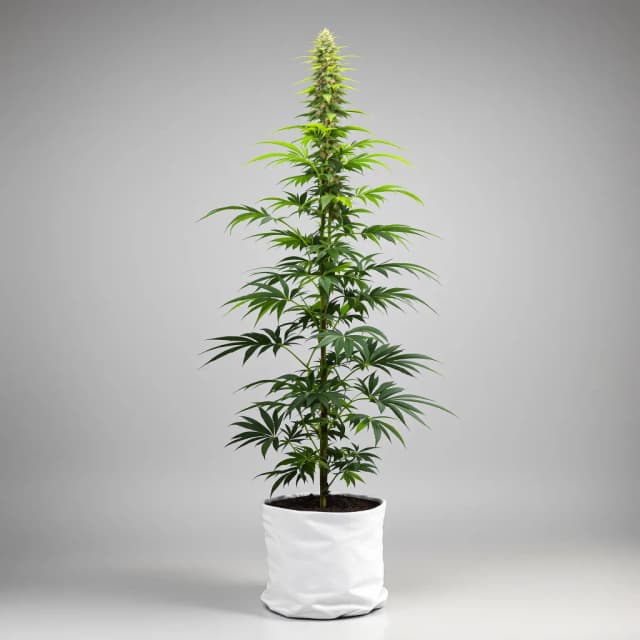 Emballage de graines de cannabis Amnesia — Royal King Seeds France