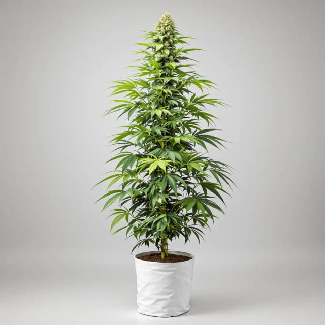 Emballage de graines de cannabis Amnesia — Royal King Seeds France