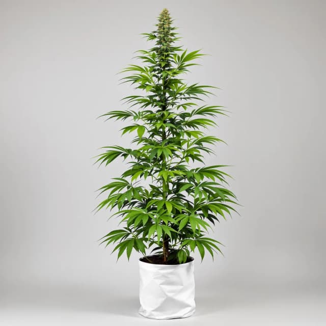 Emballage de graines de cannabis Amnesia Haze — Royal King Seeds France