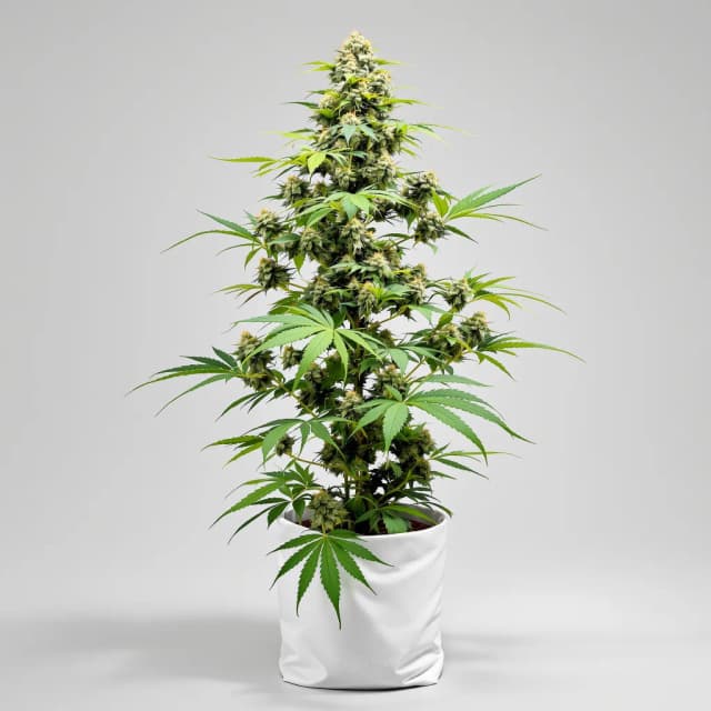 Emballage de graines de cannabis Amnesia Lemon — Royal King Seeds France