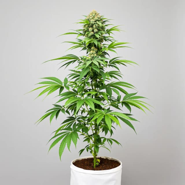 Emballage de graines de cannabis Ancient Kush — Royal King Seeds France