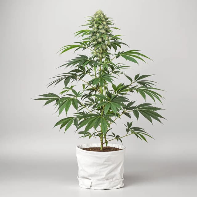 Emballage de graines de cannabis Anesthesia — Royal King Seeds France