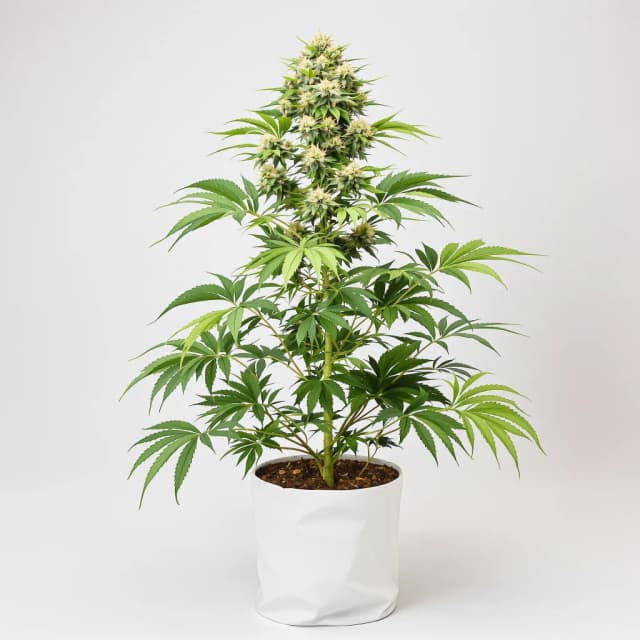 Emballage de graines de cannabis Ape Shit — Royal King Seeds France