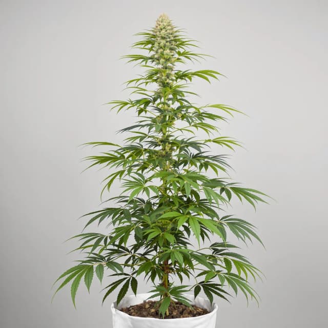 Emballage de graines de cannabis Apollo 13 — Royal King Seeds France