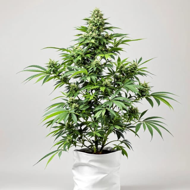 Emballage de graines de cannabis Apple Crisp — Royal King Seeds France