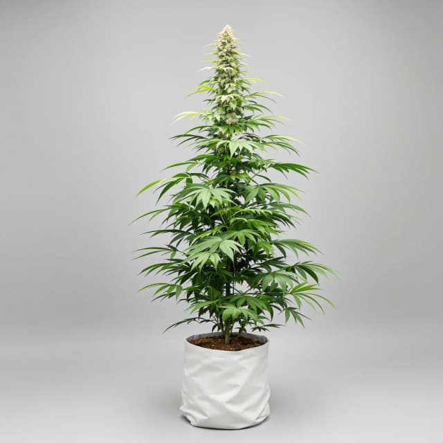 Emballage de graines de cannabis Apple Runtz — Royal King Seeds France