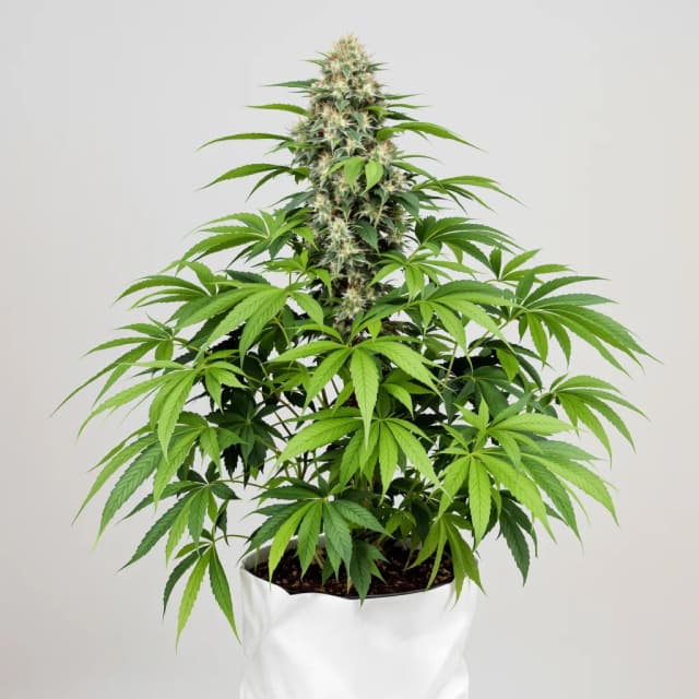 Emballage de graines de cannabis Apple Tarts — Royal King Seeds France